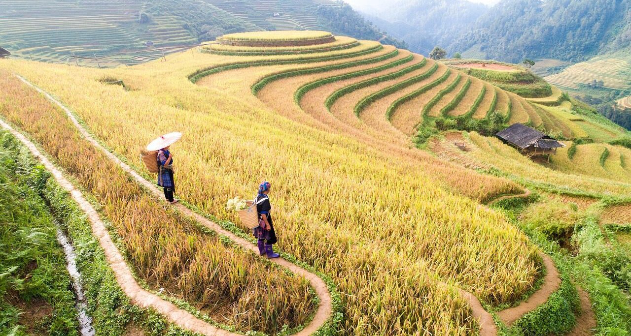 Pole ryżu, w nawiązaniu do ksiażki Żyć!, której akcja toczy się na chińskiej wsi