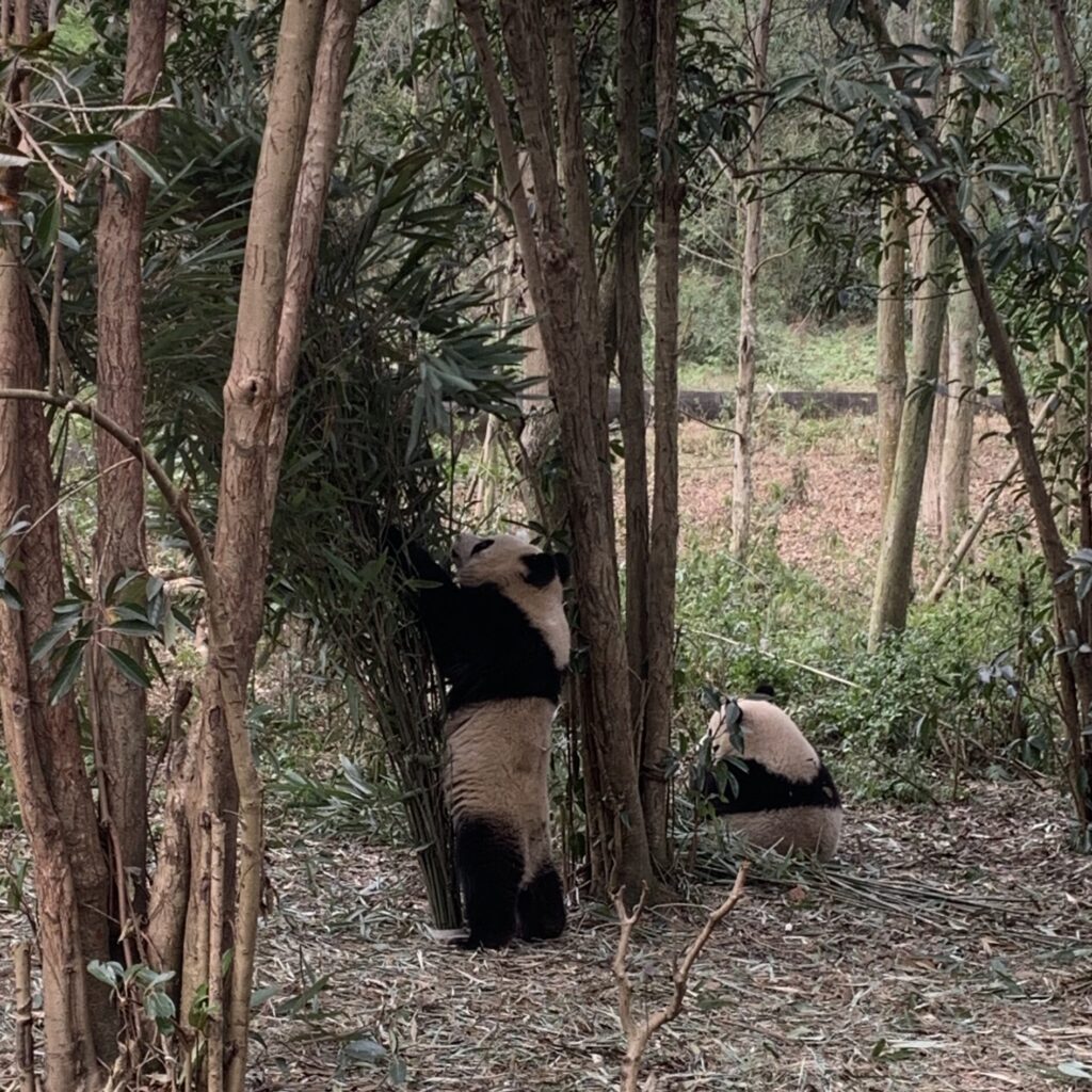Zdjęcie młodych pand wielkich zrobione w Bazie Badawczej Hodowli Pandy Wielkiej w Chengdu.