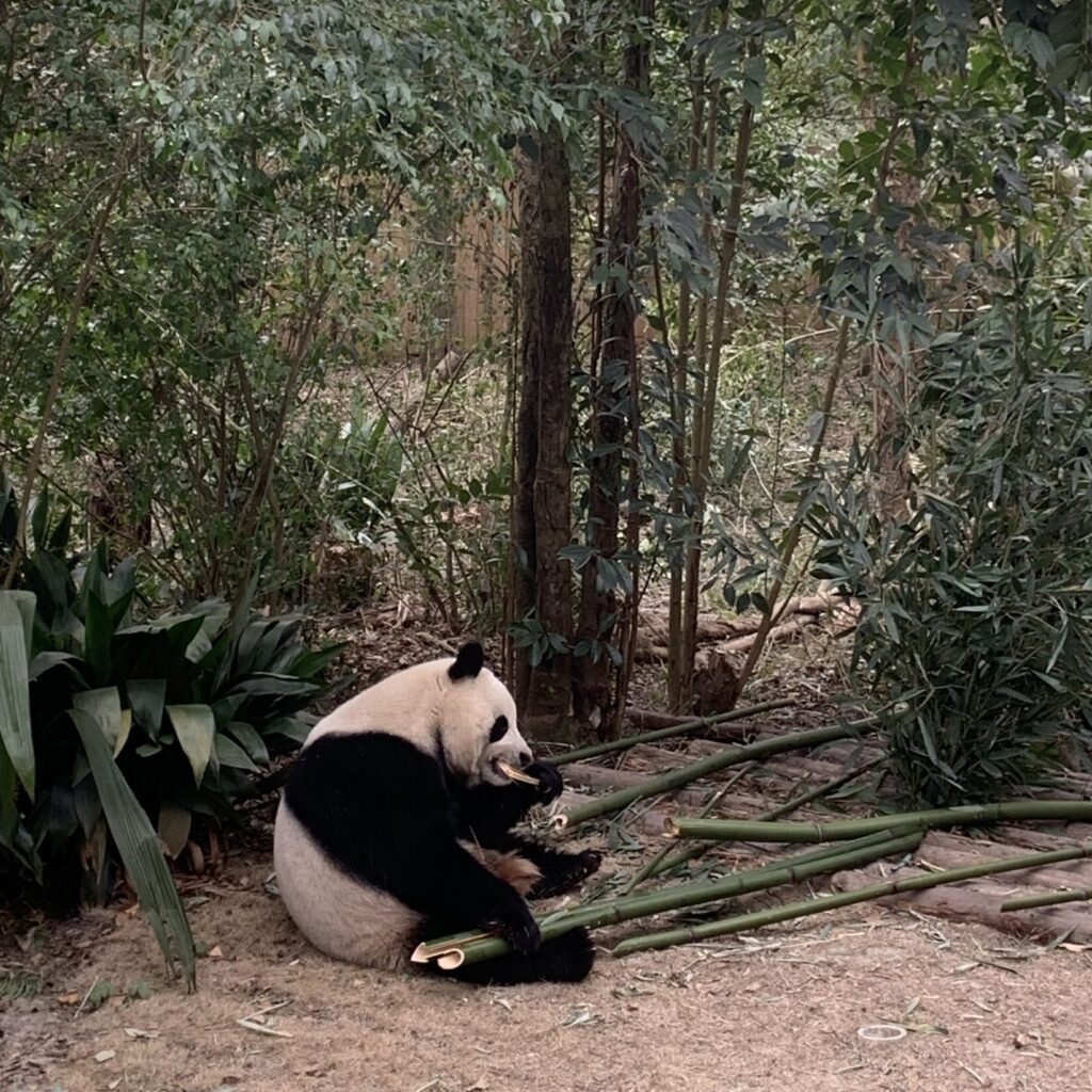 Zdjęcie pandy wielkiej zrobione w Bazie Badawczej Hodowli Pandy Wielkiej w Chengdu.